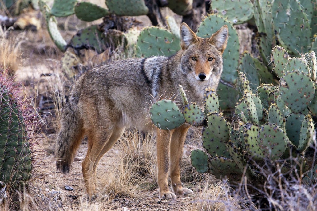 Arizona Wildlife Center