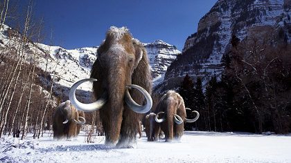 Asian elephant mammoth