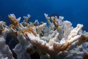 Florida Coral Bleaching Crisis