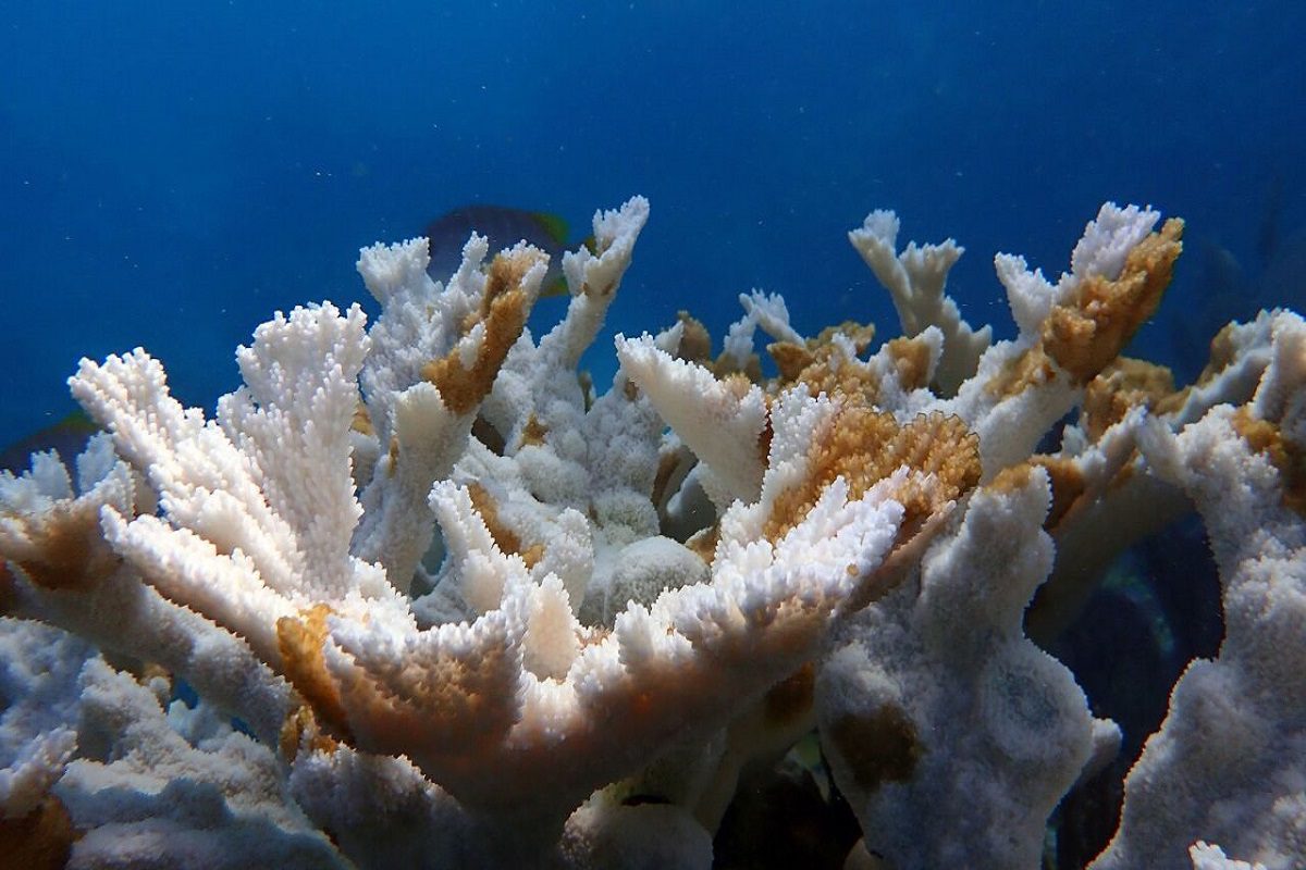 Florida Coral Bleaching Crisis