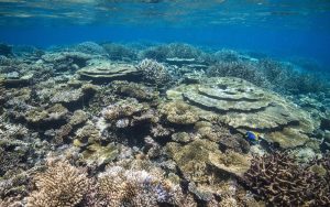 Florida coral reefs crisis