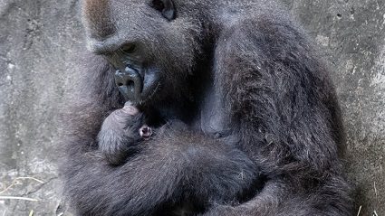 Gorilla Gives Birth To Male