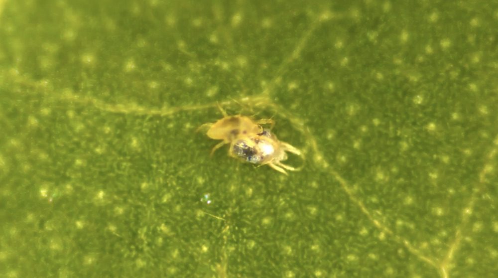 Spider Undressing for Speedy Mating