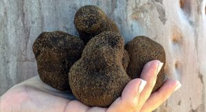 Carolina Trufferies Journey: 