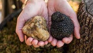 Carolina Trufferies Journey: