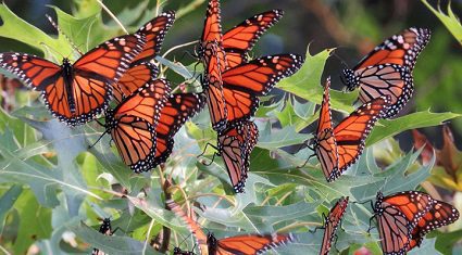 Climate change affect butterfly species: