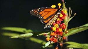 Climate change affect butterfly species: 