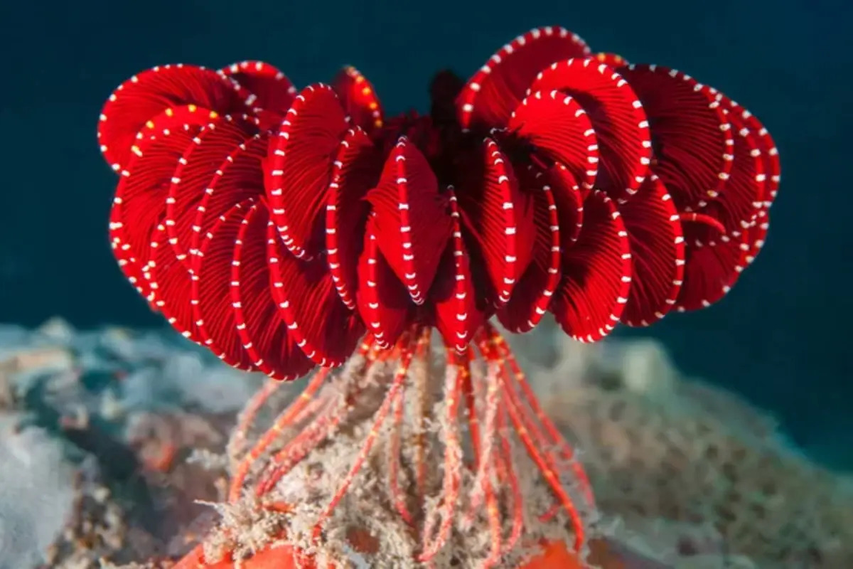 Antarctic Strawberry Feather Star