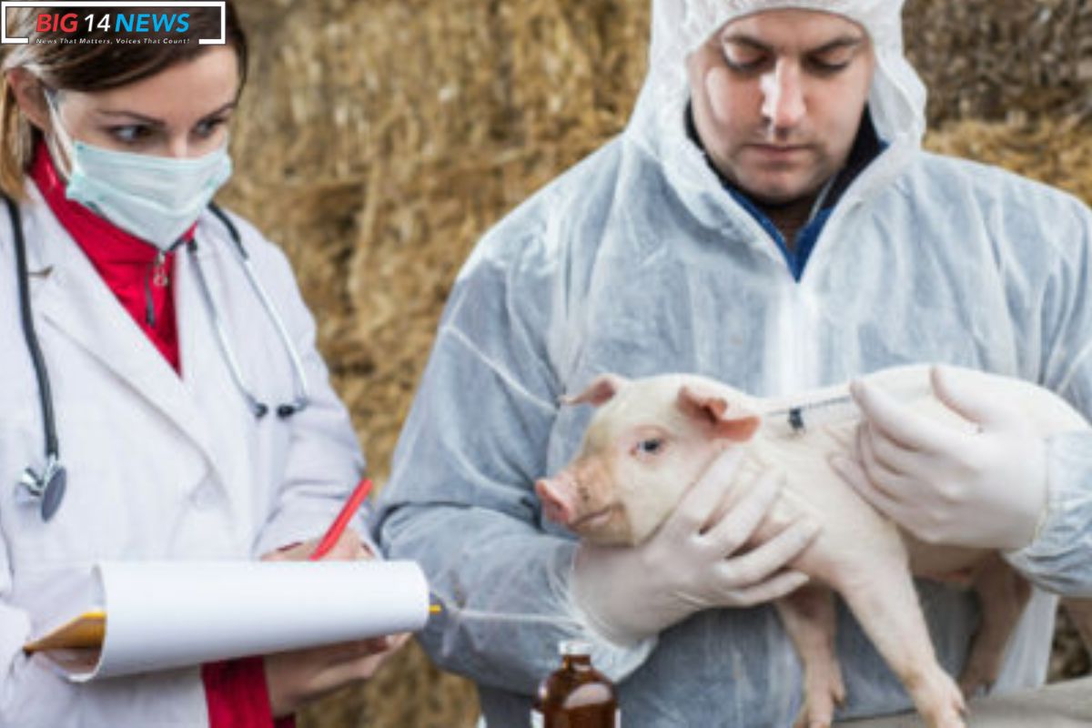 Crucial Gene Found in Pig DNA