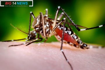 Dengue Cases Rise in Broward County