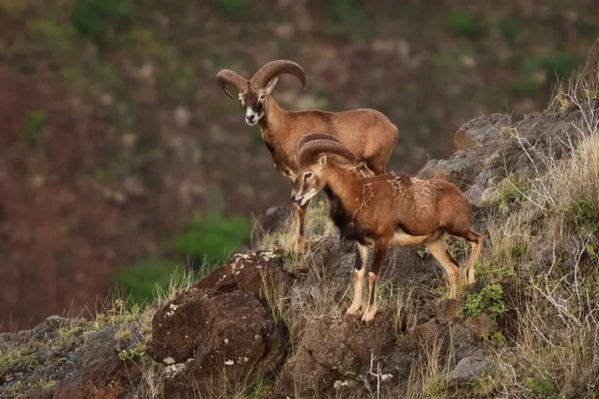 Hunting Culture of Lanai