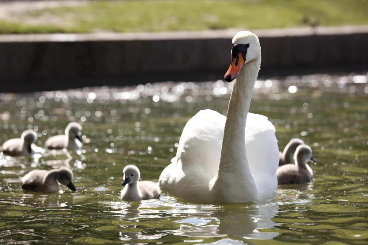 Michigan Man Accused Duck Abuse