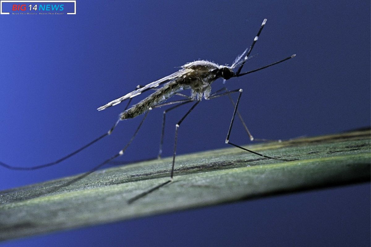 Nitrofurantoin Shows Promise as Malaria Treatment