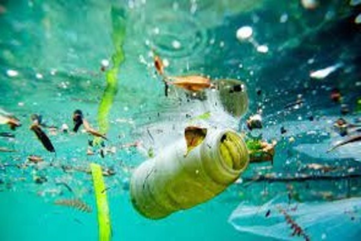 Ocean Plastic Contamination