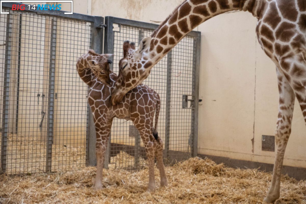 Reticulated Giraffe Birth at Brights Zoo