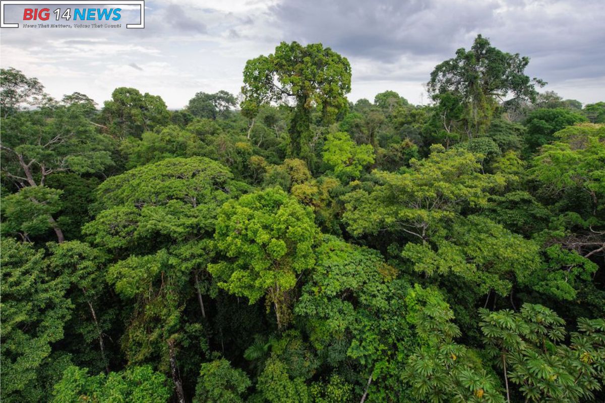 Tropical Forests Threatened by Overheated Photosynthesis