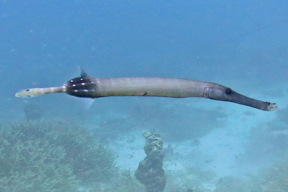 Underwater Trumpetfish