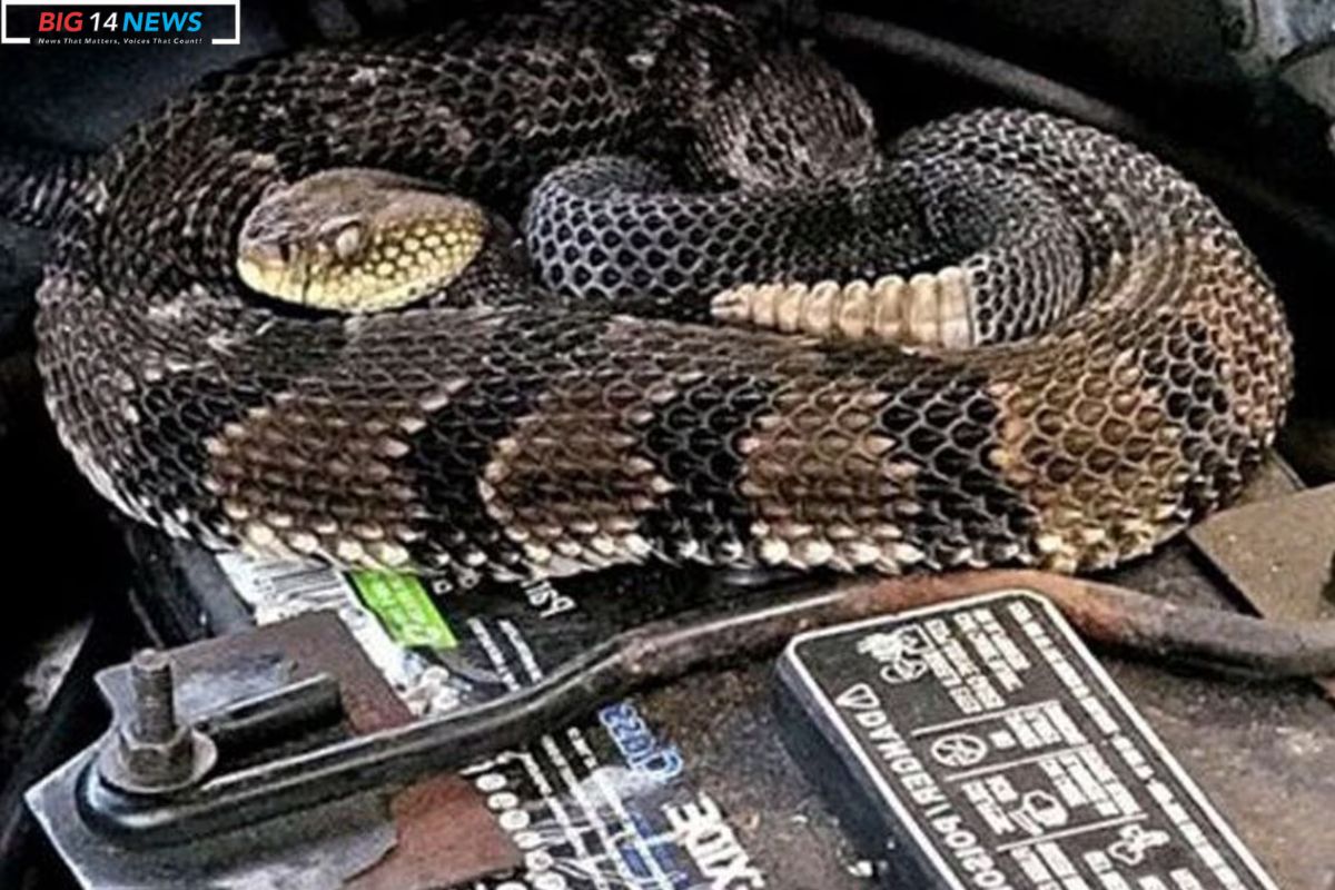 Amazon Driver Faces Venomous Attack by Rattlesnake