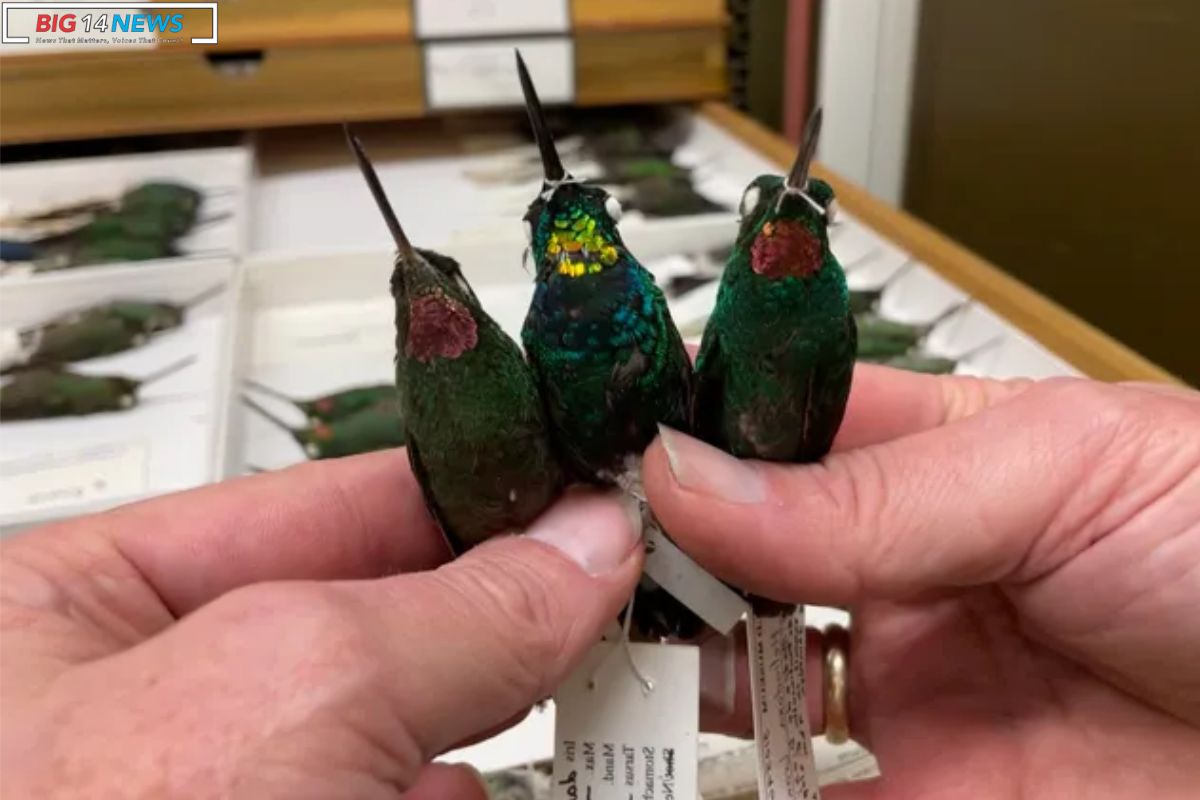 Golden Hybrid Hummingbird