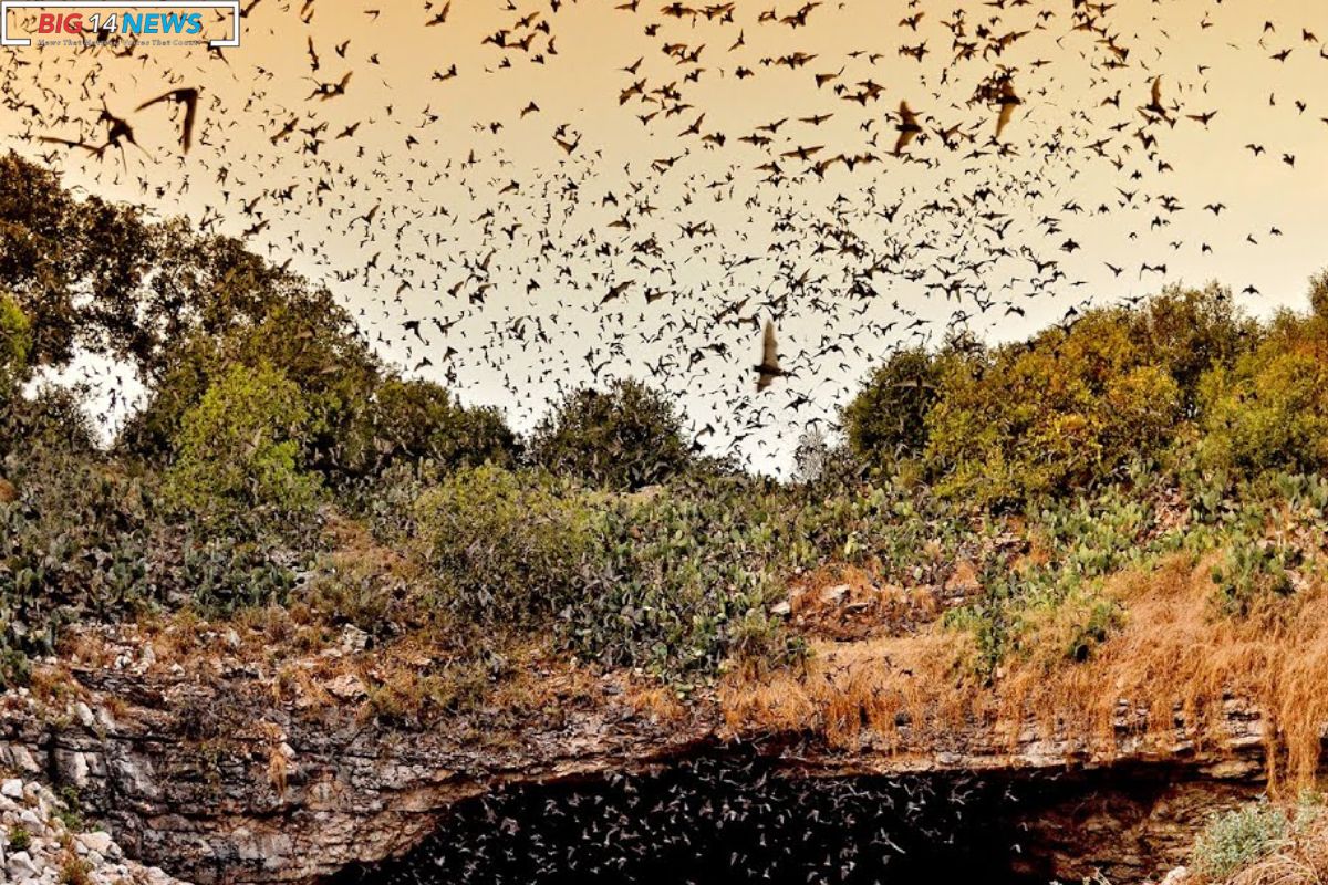 Mexican Free Tailed Bats