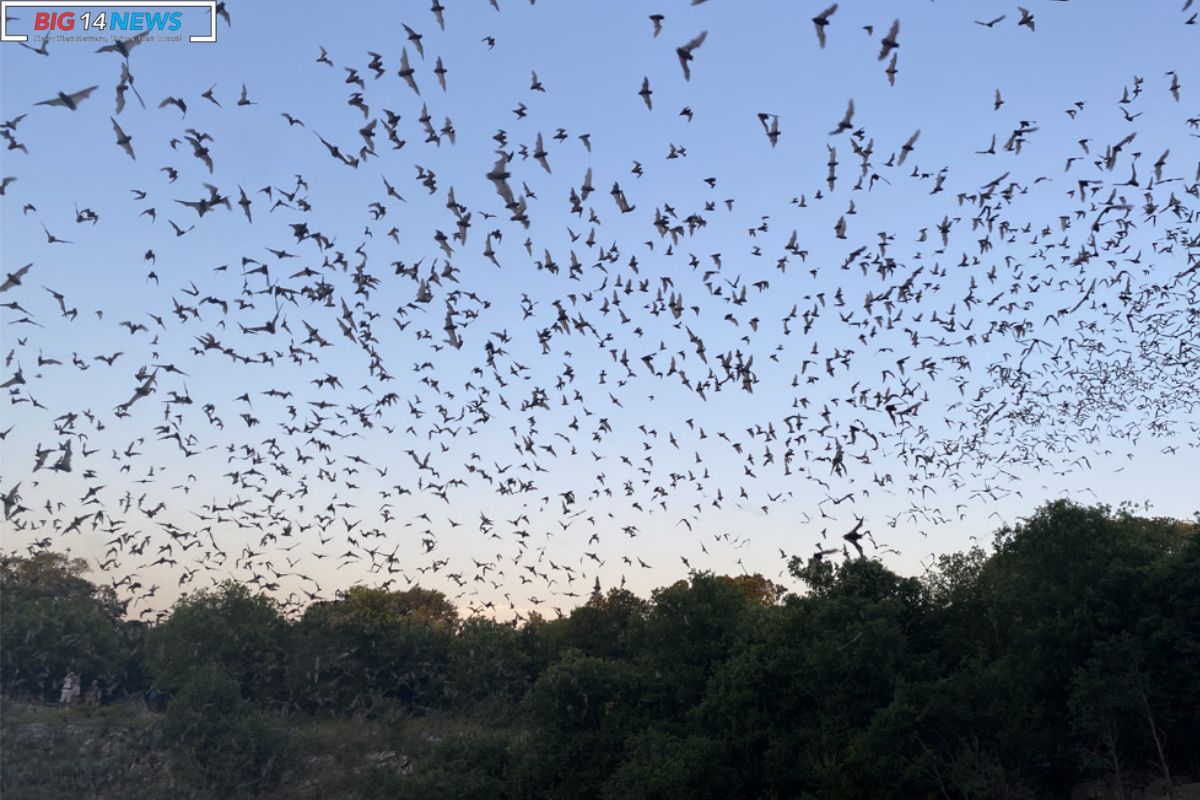 Mexican Free Tailed Bats