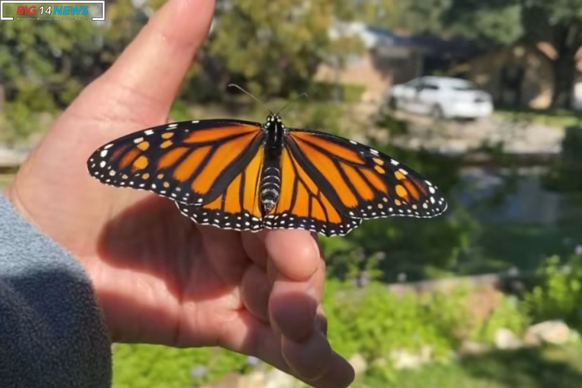 Monarch Butterfly Conservation