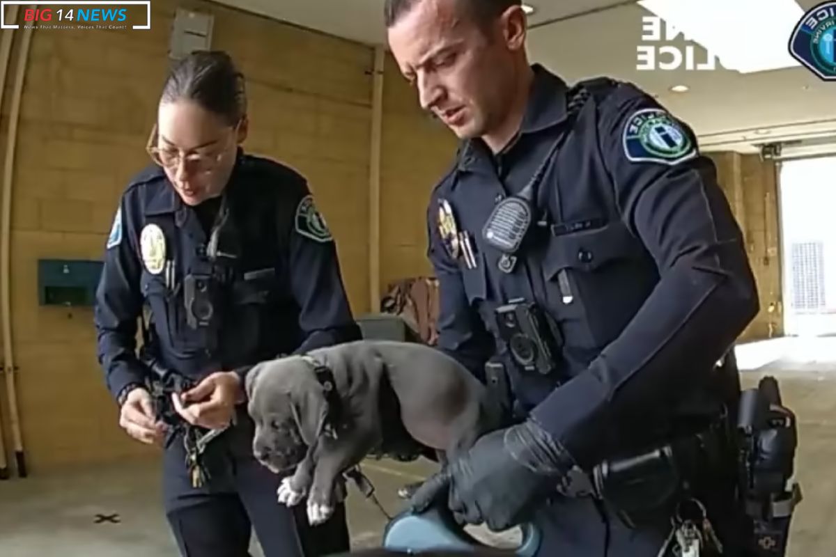 Pit Bull Puppy Survives Fentanyl Ingestion