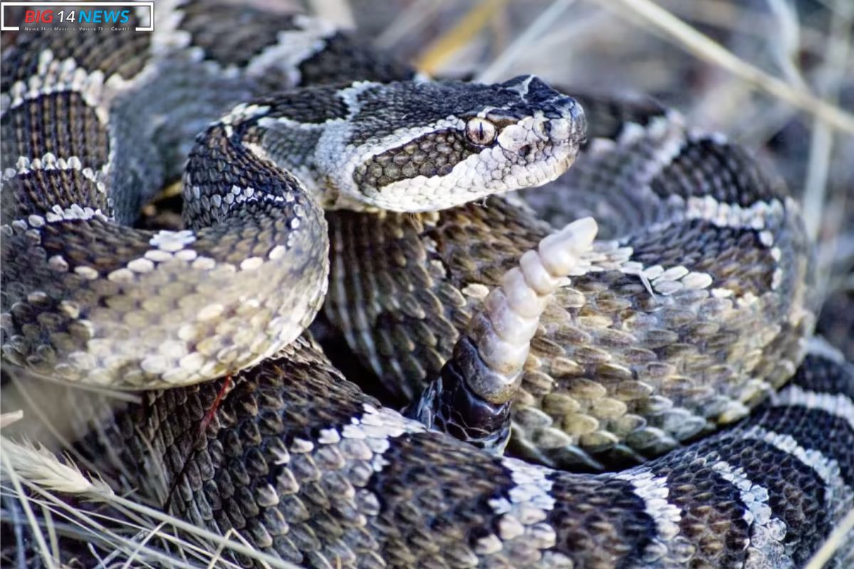 Rare Eastern Black Tailed Rattlesnake