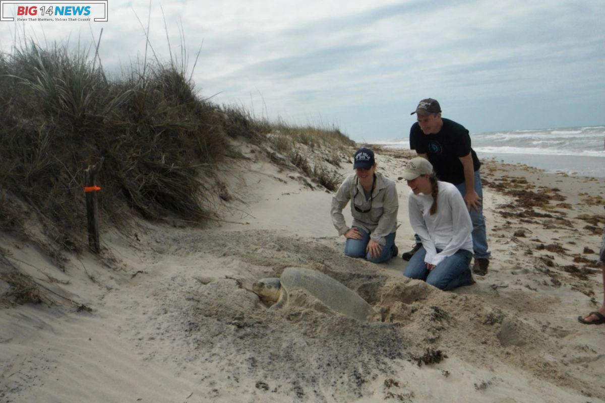 ACF Internships 2024 Dive Into Coastal Care