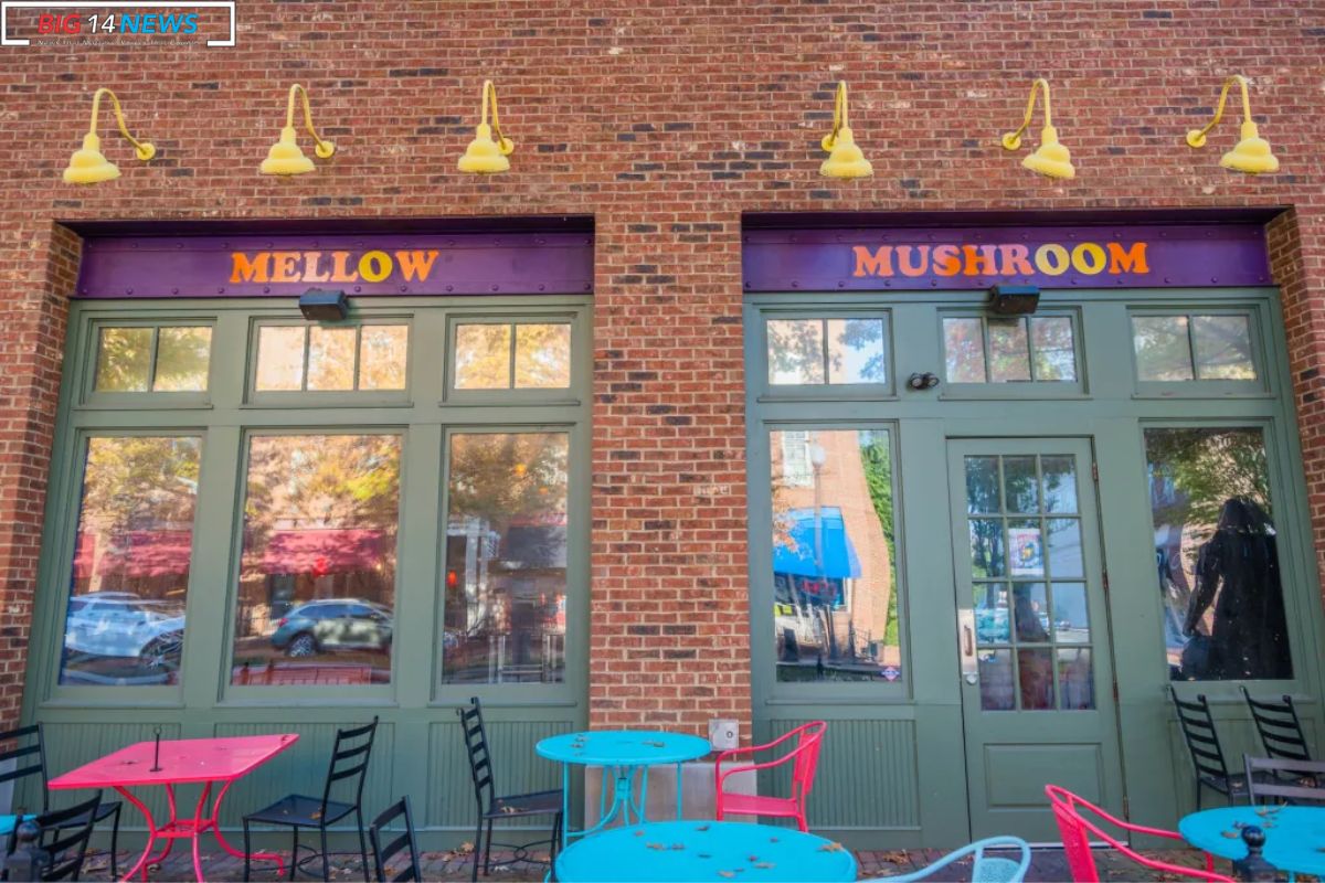 Mellow Mushroom Vibrant Presence Expanding