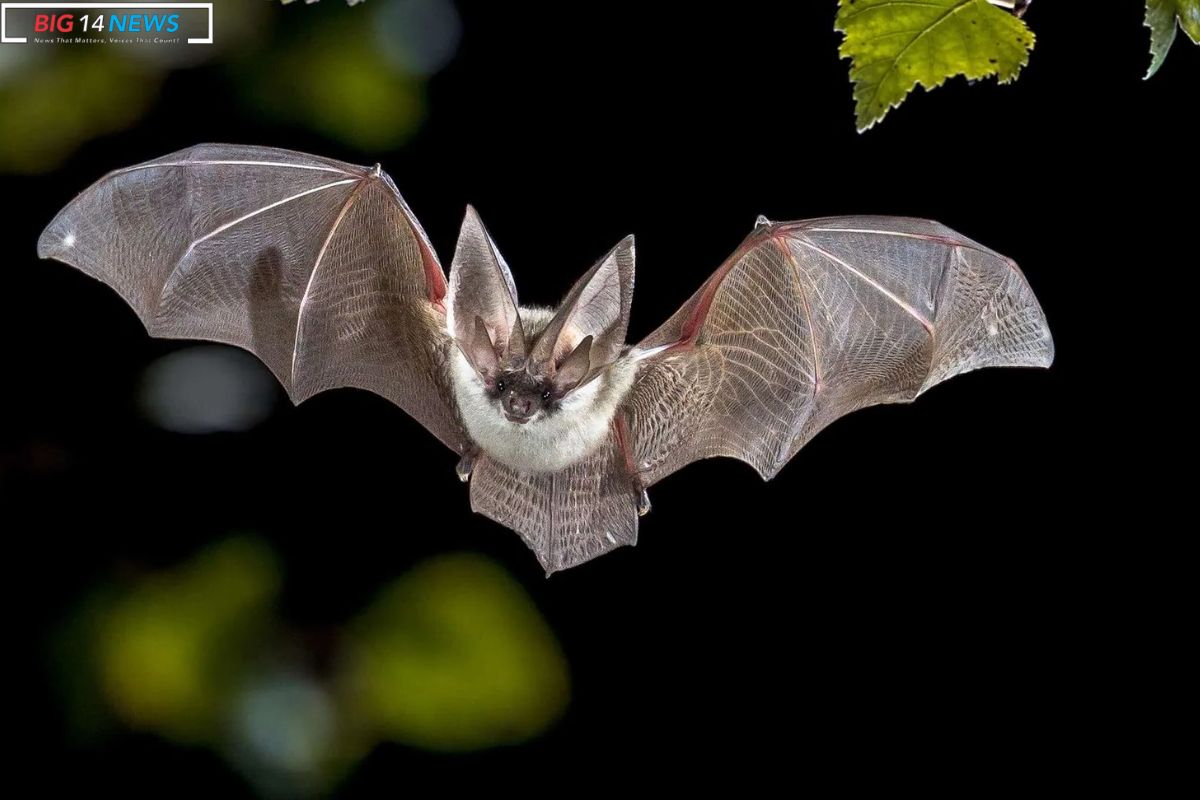 Rare Discovery Endangered Bats