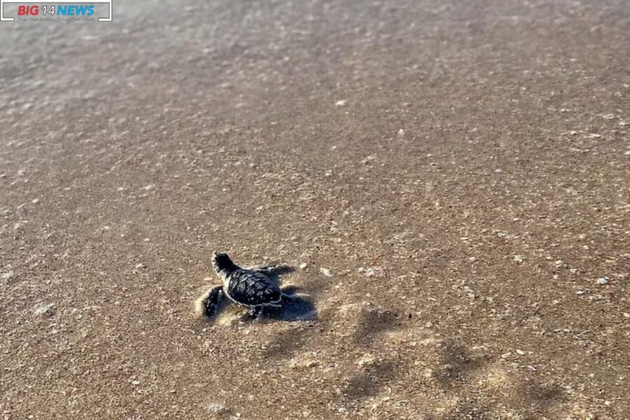 Surge in Sea Turtle Nests A Record Breaking Journey