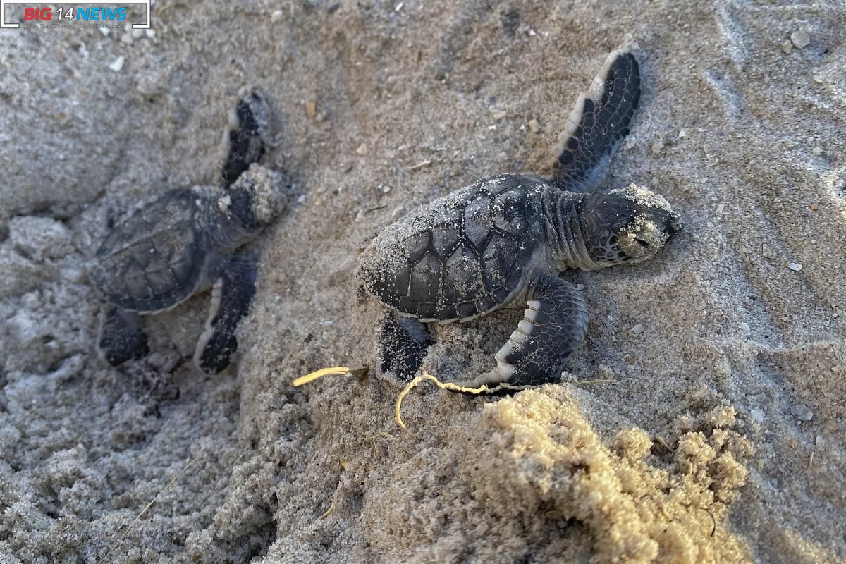 Surge in Sea Turtle Nests A Record Breaking Journey