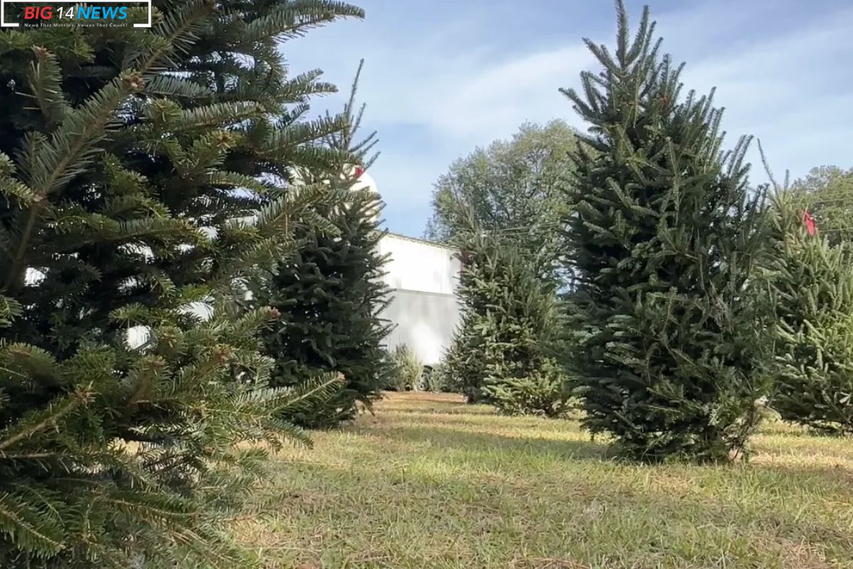 Belforest Firefighters with Christmas Trees