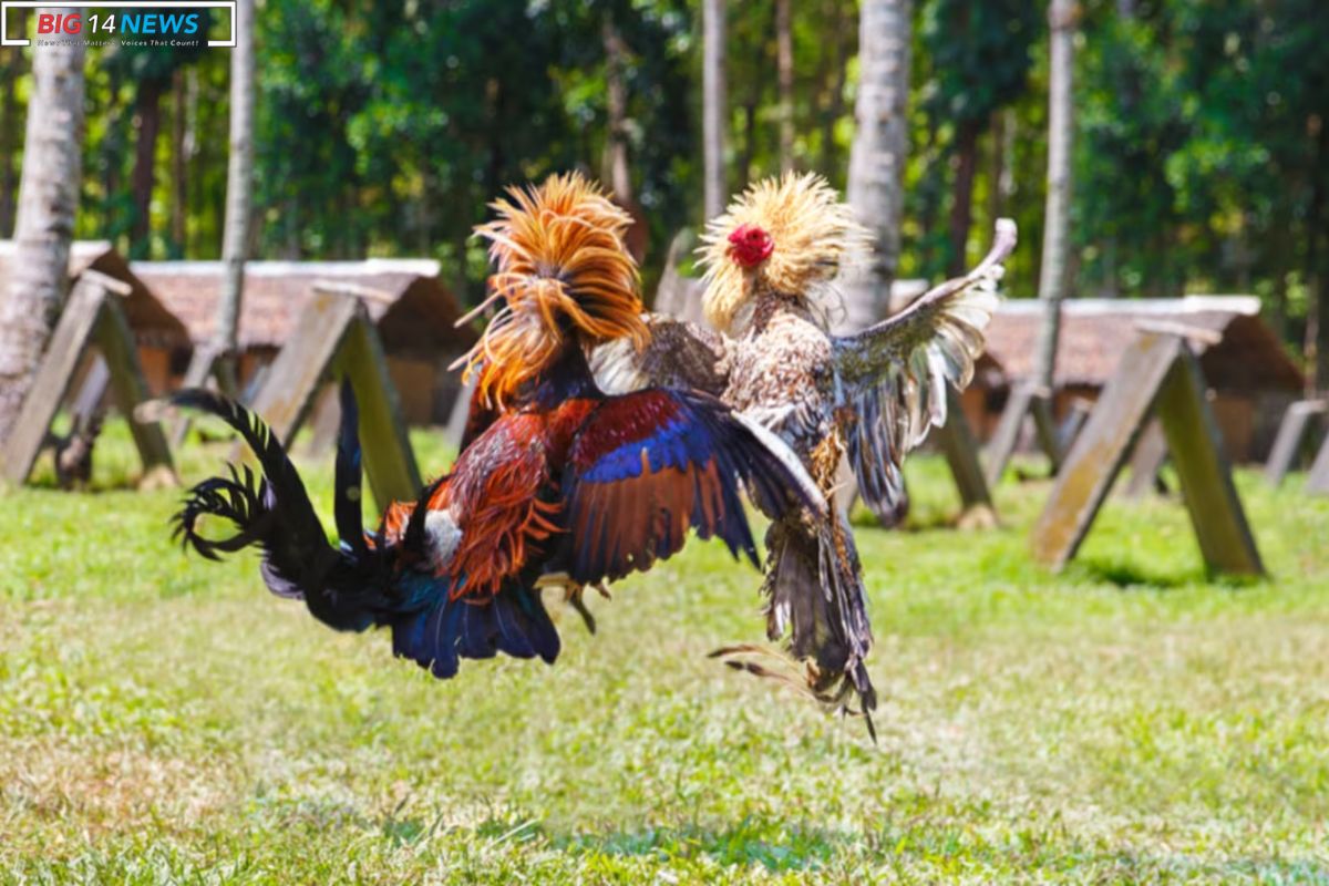 Grand Bay Cockfighting 10 Arrested in Stadium