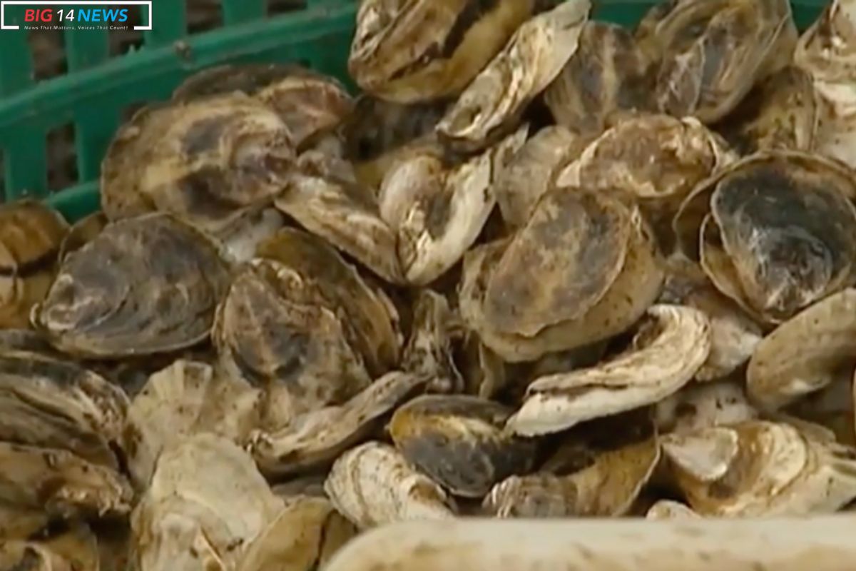 Gulf Coast Oyster Revival