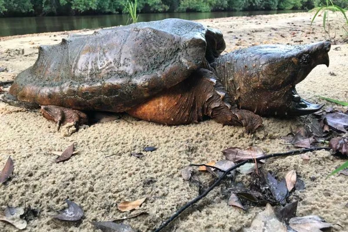 Alabama Formidable Alligator Snapping Turtle