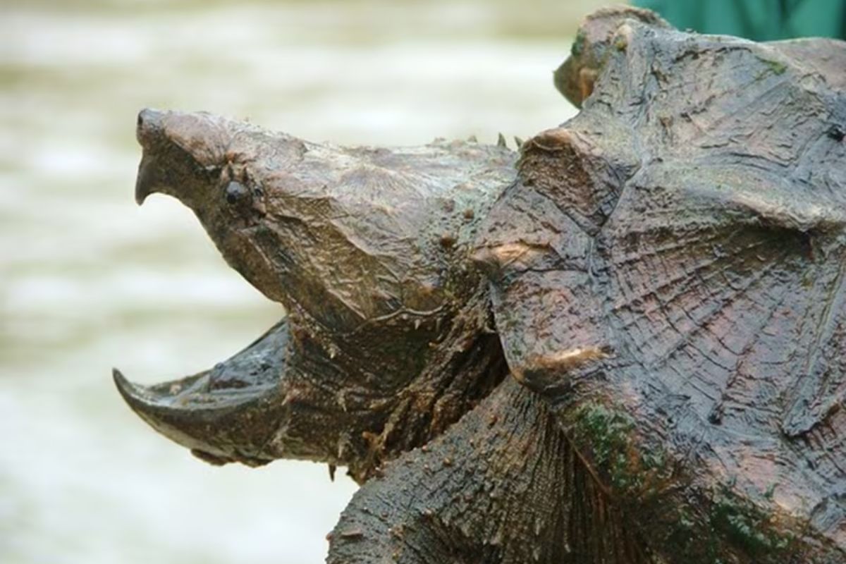 Alabama Formidable Alligator Snapping Turtle