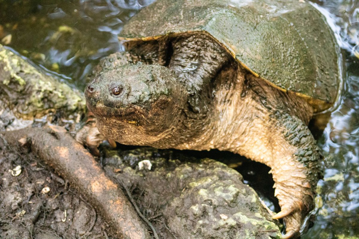 Alabama Formidable Alligator Snapping Turtle