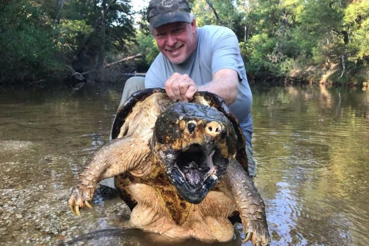 Alabama Formidable Alligator Snapping Turtle