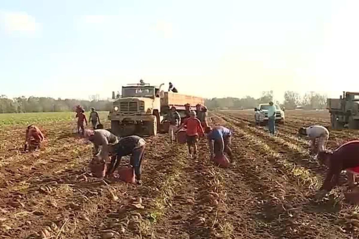 Farmers Hope for Better Year