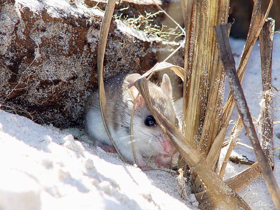 alabama beach mouse