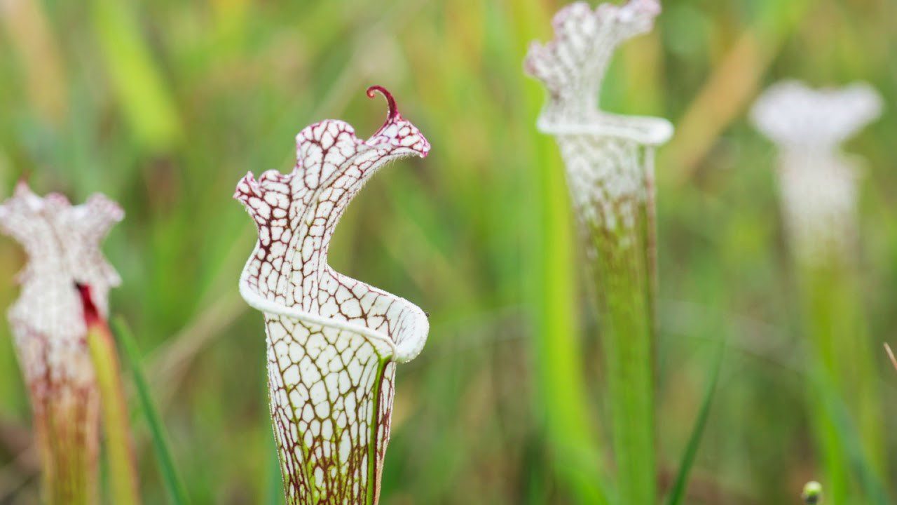 alabama canebrake pitcher plant