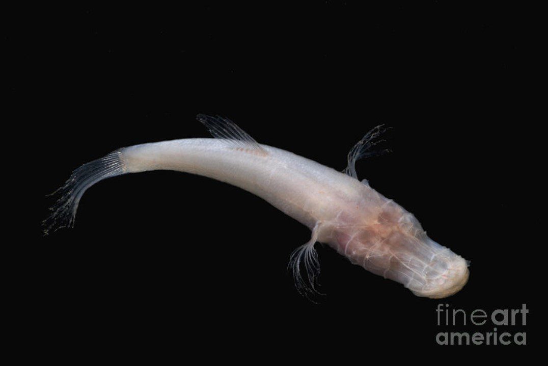 alabama cavefish at risk