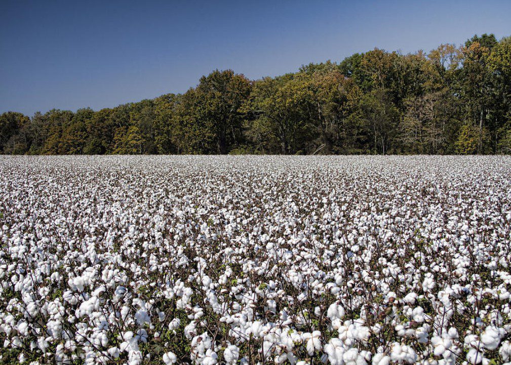 cotton s historical significance and uncertain future