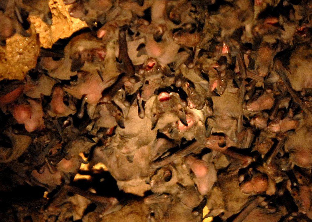 gray bats face extinction