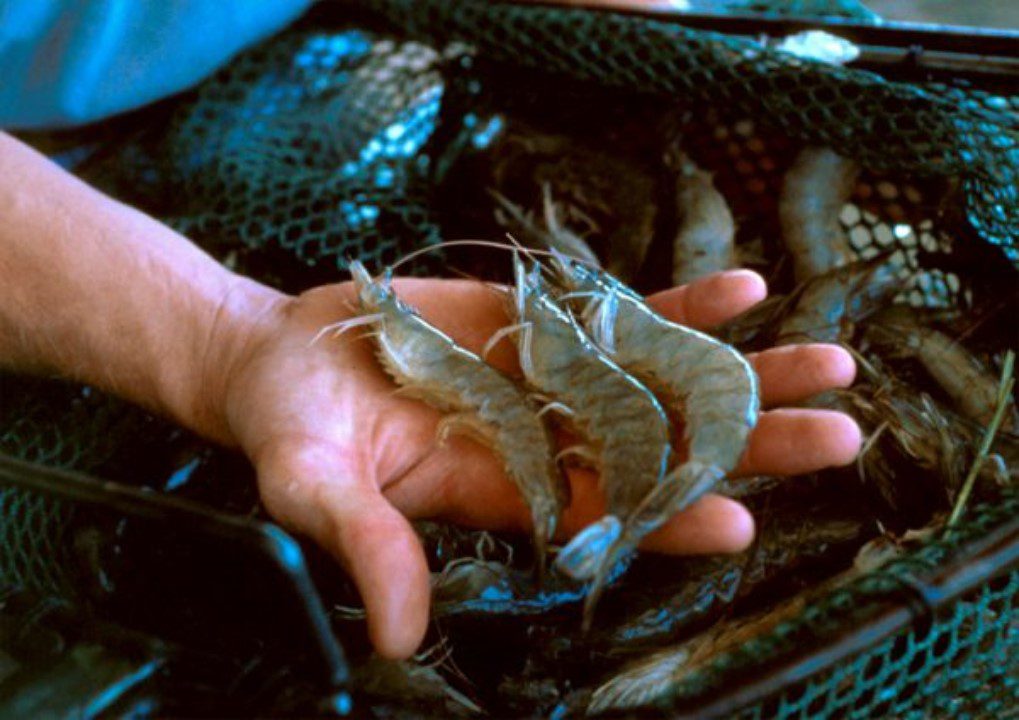 inland shrimp culture in alabama