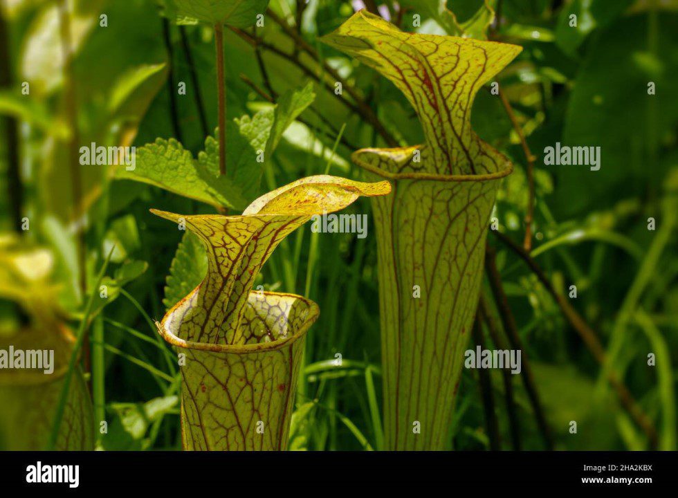 rare green pitcher plant
