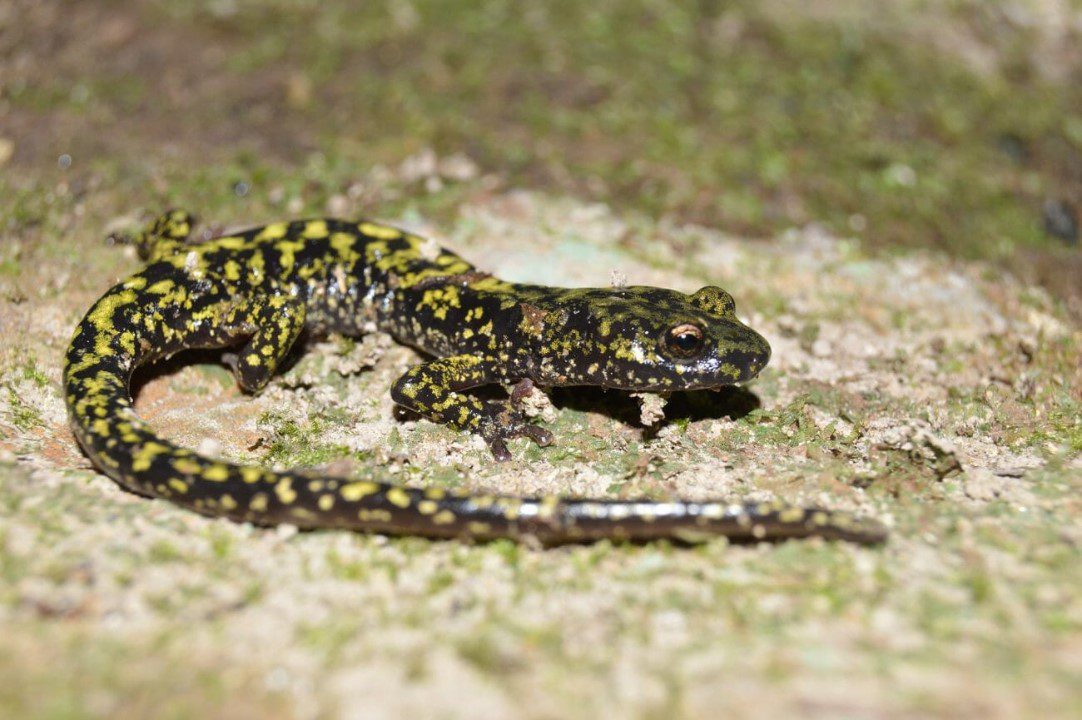 green salamanders in danger