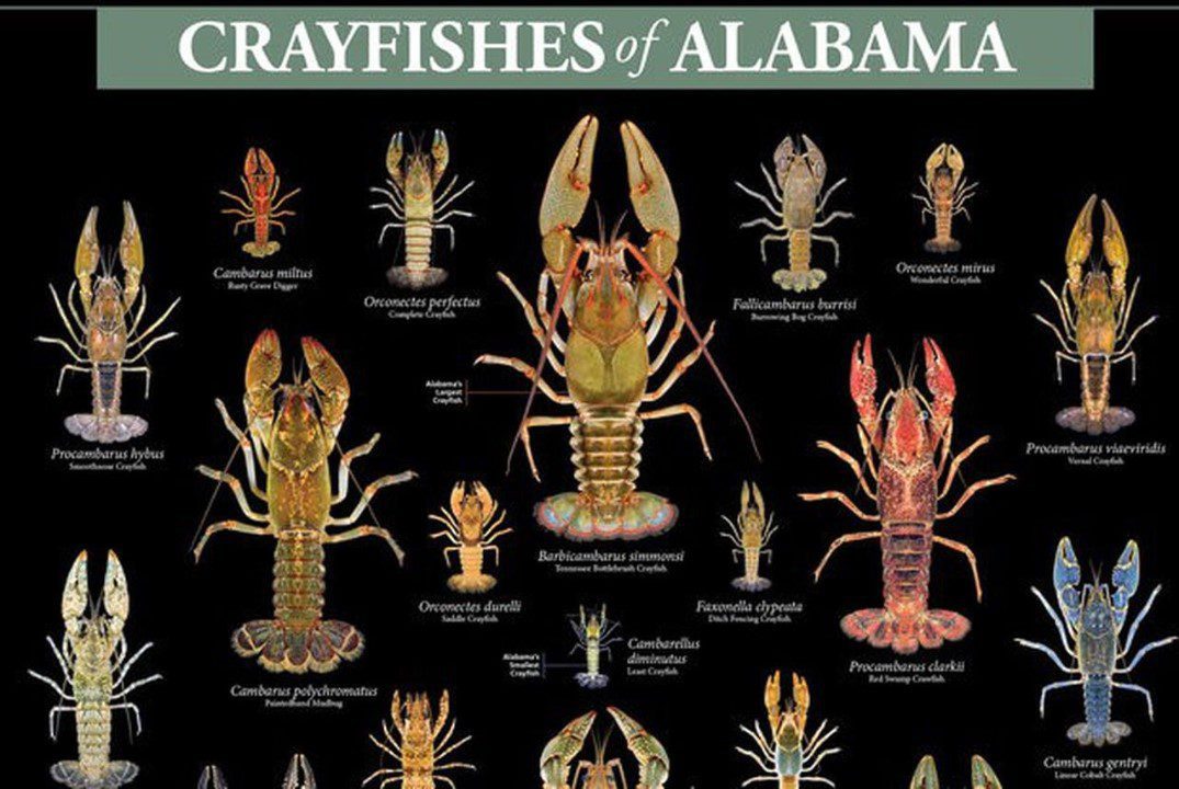 crayfishes of alabama